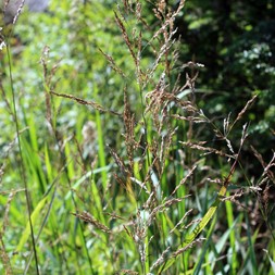 Calamagrostis canadensis (Canada reed grass)