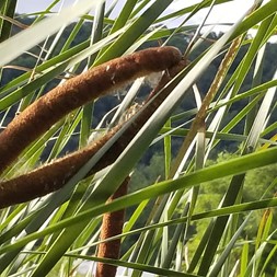 Typha latifolia (common cattail )