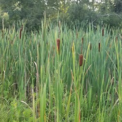 Typhaceae (cattail family)