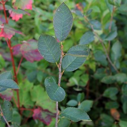 Amelanchier spicata (running serviceberry)