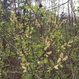 Salix eriocephala (diamond willow)