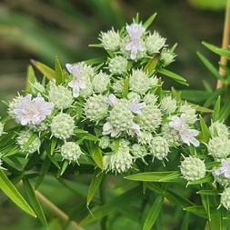 Pycnanthemum tenuifolium (narrowleaf mountainmint)