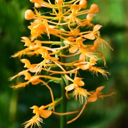 Platanthera ciliaris (yellow fringed orchid)