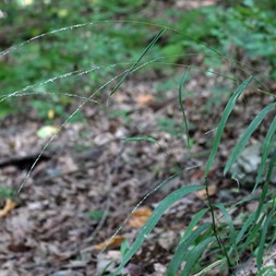 Muhlenbergia tenuiflora (slender muhly grass)