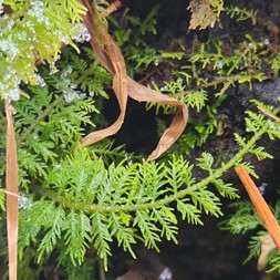 Thuidiaceae (fern moss family)