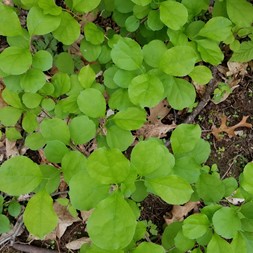 Celastraceae (spindle-tree family)