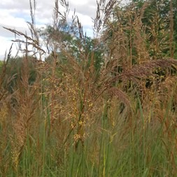 Sorghastrum nutans (Indian grass)