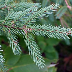 Picea mariana (black spruce)