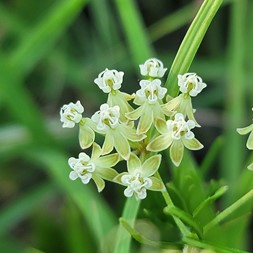 Asclepias verticillata (whorled milkweed)