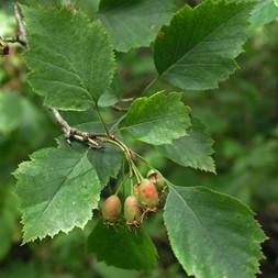 Crataegus macrosperma (big-fruit hawthorn)