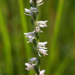 Spiranthes vernalis (spring ladies’-tresses)