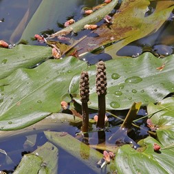 Potamogeton natans (floating pondweed)