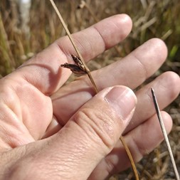 Schoenoplectus torreyi (Torrey's bulrush)