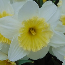 Narcissus (daffodil)