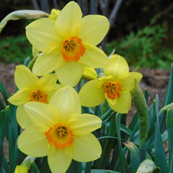 Narcissus pseudonarcissus (common daffodil)