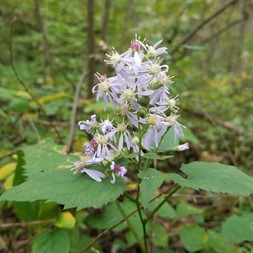 Symphyotrichum cordifolium (blue wood aster)
