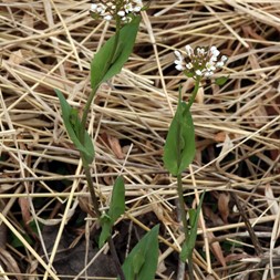 Noccaea perfoliata (perfoliate pennycress)