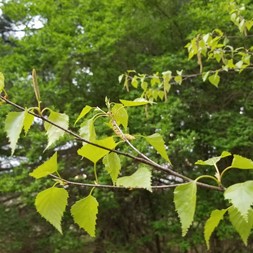 Betula (birch)