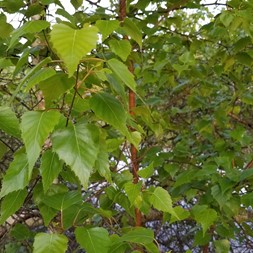 Betulaceae (birch family)