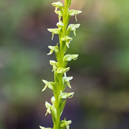 Platanthera huronensis (tall northern bog orchid)