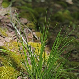Carex communis (fibrous-root sedge)