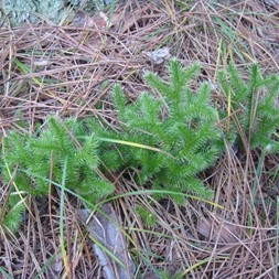 Lycopodiaceae (clubmoss family)