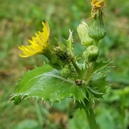 Sonchus oleraceus (common sowthistle)