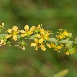 Agrimonia parviflora (swamp agrimony)