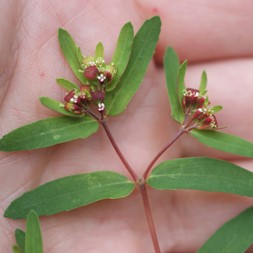 Euphorbia nutans (eyebane sandmat)