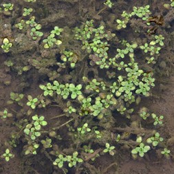 Callitriche stagnalis (pond water-starwort)