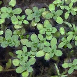 Callitriche (water-starwort)