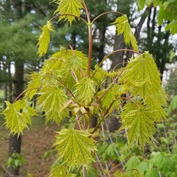Acer japonicum (Japanese maple)