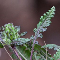 Pedicularis (lousewort)