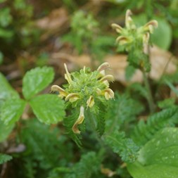 Pedicularis canadensis (Canadian lousewort)