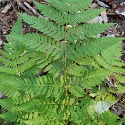Dryopteris (wood fern)