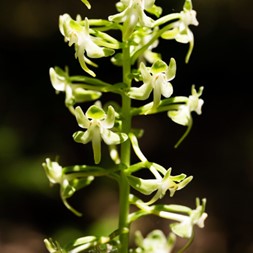 Platanthera (fringed orchid)