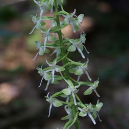 Platanthera orbiculata (padleaf orchid)