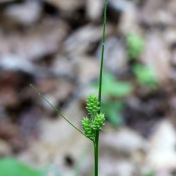 Carex hirsutella (hirsute sedge)