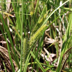 Carex utriculata (northwest territory sedge)