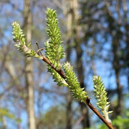 Salix humilis (prairie willow)