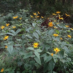 Heliopsis (sunflower-everlasting)