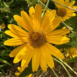 Heliopsis helianthoides (smooth oxeye)