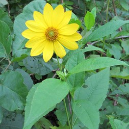 Heliopsis (sunflower-everlasting)