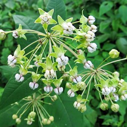 Asclepias exaltata (tall milkweed)