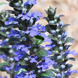 Ajuga reptans (bugleherb)