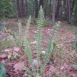 Asplenium (spleenwort)