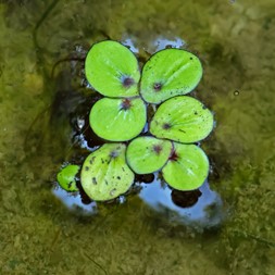 Spirodela polyrhiza (common duck-meal)