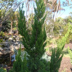 Cupressaceae (cypress family)