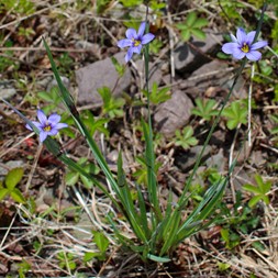 Sisyrinchium montanum (common blue-eyed-grass)
