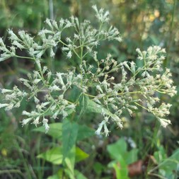 Eupatorium godfreyanum (Godfrey's Eupatorium)